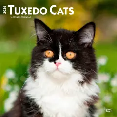 Tuxedo Cats | 2026 12 x 24 Inch (Hanging) Monthly Square Wall Calendar | Plastic-Free