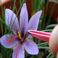 Saffron Crocus 15 Bulbs + Free Saffron Bulb Food