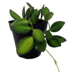 Rare Variegated Burtoniae Wax Plant - Hoya - Collector's Series - 4" Pot