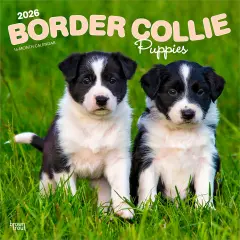 Border Collie Puppies | 2026 12 x 24 Inch (Hanging) Monthly Square Wall Calendar | Plastic-Free