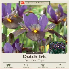 Eye of the Tiger Dutch Iris 12 Bulbs - Multiply Rapidly - 8/9 cm Bulbs