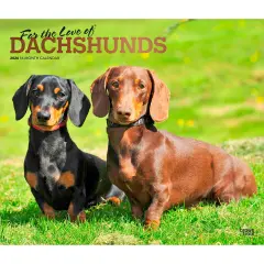 For the Love of Dachshunds | 2026 14 x 24 Inch (Hanging) Monthly Deluxe Wall Calendar | Foil Stamped Cover | Plastic-Free