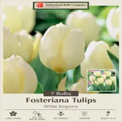 White Emperor Fosteriana 7 Tulip Bulbs - Pure White - 12/+ cm Bulbs