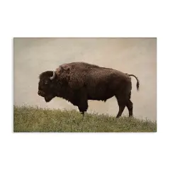 Stupell Industries Serene Buffalo on Country Hill Canvas Design by Steve Toole