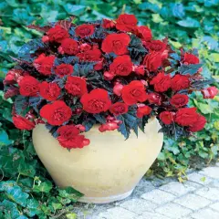 Switzerland Multiflora Maxima Begonia - 2 Bulbs 6/+cm Bulbs - Dark Foliage