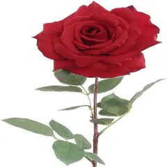 Crimson Charm: 6-Pack of 30" Silk Red Queen Anne Rose Stems with Realistic Foliage and Stem - Perfect for Valentine's Day, Weddings, and DIY Floral Arrangements