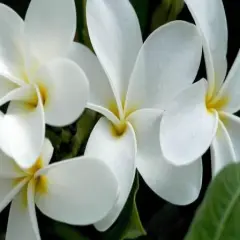 Samoan Fluff Plumeria Plant - Frangipani - 12-16" Cutting