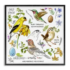 Stupell Industries Local Birds Chart Framed Giclee Wall Art Design by Jane Maday