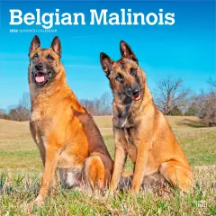 Belgian Malinois | 2026 12 x 24 Inch (Hanging) Monthly Square Wall Calendar | Plastic-Free