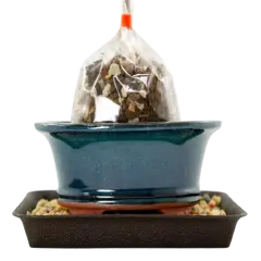 6.25" Oval Green Stain Bonsai / Succulent Pot + Soil + Tray + Rock + Mesh Kit