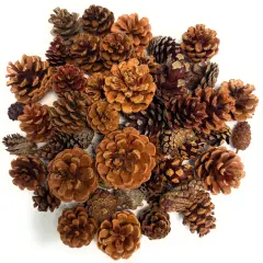 Cinnamon Scented Pinecones Variety 1 lb for Decorating, Over 40 Small Cinnamon Pine Cones for Crafts and Vase Filler Cinnamon Fragrance Pine Cones