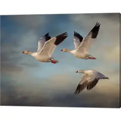 Snow Geese by Larry McFerrin 20" x 16" Canvas Wall Art