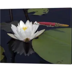 Okefenokee Lilly by J.D. McFarlan 20" x 16" Canvas Wall Art