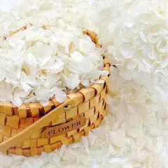 1250+ Real Dried Lvory White Hydrangea Petals - 0.88 oz Preserved Natural Flower Petals for Wedding Decor