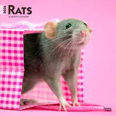 Rats | 2026 12 x 24 Inch (Hanging) Monthly Square Wall Calendar | Plastic-Free