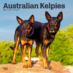 Australian Kelpies | 2026 12 x 24 Inch (Hanging) Monthly Square Wall Calendar | Plastic-Free