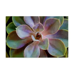 Stupell Industries Blooming Succulent Leaves Canvas Wall Art Design by Susan Bryant