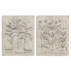 Stupell Industries Soft Botanical Study2 pc Canvas Wall Art Set Design by Lettered and Lined