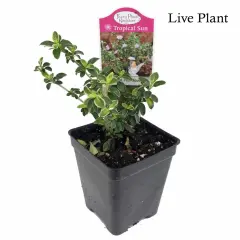 Pink Mountain Serissa Tree - 2.5" Pot - House Plant, Fairy Garden Plant, Bonsai