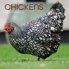 The Gifted Stationary 2026 Square Wall Calendar, Chickens, 16-Month Animals Theme Hanging Calendar with 180 Reminder Stickers, Month Planner for Home, or Creative Spaces, 12x12 In Multicolor