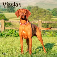Vizslas | 2026 12 x 24 Inch (Hanging) Monthly Square Wall Calendar | Plastic-Free