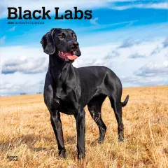 Black Labrador Retrievers | 2026 12 x 24 Inch (Hanging) Monthly Square Wall Calendar | Plastic-Free