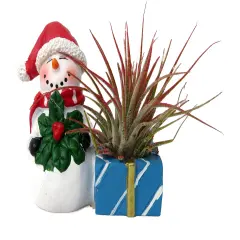 Ceramic Snowman with a Santa Hat Planter plus Live Air Plant - Tillandsia