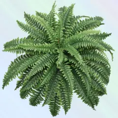 2-Pack UV-Resistant Boston Fern - 34" Artificial Plant with 49 Lifelike Fronds by Floral Home