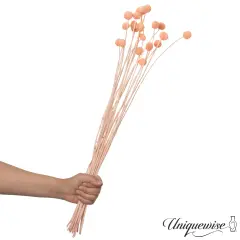 Uniquewise Preserved Real Floral Stems Chic Vase Fillers & Accents for Bouquets Centerpieces & Ornamental Displays Ideal for Home Office Boutique Cafe Resto Bar and Event Decor Orange billy buttons