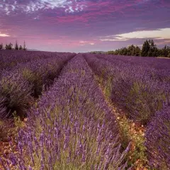 French Cade Lavender (type) - Compare to Voluspa&reg; Premium Fragrance Oil