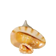 Helmet Shell Life Size Statue