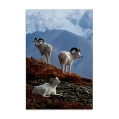 Stupell Industries Dall Sheep on Cliff Canvas Wall Art Design by Shane Lamb