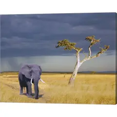 Elephant Walking by Ata Alishahi 20" x 16" Canvas Wall Art