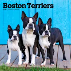 Boston Terriers | 2026 12 x 24 Inch (Hanging) Monthly Square Wall Calendar | Plastic-Free