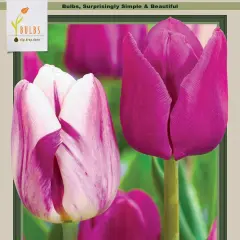Jellyfish Triumph Tulip Mix 12 Bulbs - Purple Shades and White - 12/+ cm Bulbs
