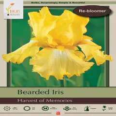 Harvest of Memories Bearded Iris - One Top Size Rhizome - Rebloomer