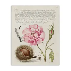 Stupell Industries Antique Study Page Canvas Wall Art Design by Joris Hoefnagel