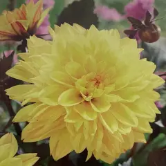 Meteorite Dahlia - 1 Root Clump - Yellow Blooms/Dark Reddish-Green Foliage- New