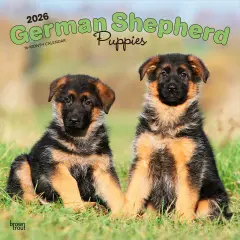 German Shepherd Puppies | 2026 12 x 24 Inch (Hanging) Monthly Square Wall Calendar | Plastic-Free