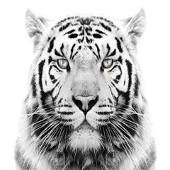 White Tiger Edible Cake Topper-1/4 Sheet