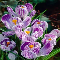Pickwick Giant Crocus 12 Bulbs - Purple Stripes - 8/9 cm Bulbs