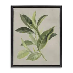 Stupell Industries Green Tea Plant Leaf Floating Frame Design by Lanie Loreth