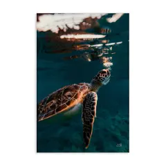 Stupell Industries Blowing Bubbles Turtle Canvas Wall Art Design by Max Blakesberg Studios