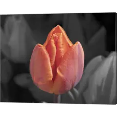 Mono Tulip by Toula Mavridou-Messer 20" x 16" Canvas Wall Art