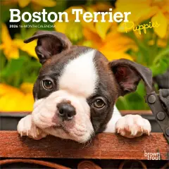 Boston Terrier Puppies | 2026 7 x 14 Inch (Hanging) Monthly Mini Wall Calendar