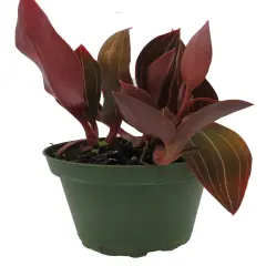 Red Jewel Orchid Plant - Ludisia discolor - RARE -4" Pot-Spectacular Foliage/Flowers