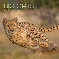 The Gifted Stationary 2026 Square Wall Calendar, Big Cats, 16-Month Animals Theme Hanging Calendar with 180 Reminder Stickers, Month Planner for Home, or Creative Spaces, 12x12 In Multicolor