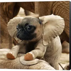 Pugephant by Pixelmated Animals 12" x 12" Canvas Wall Art