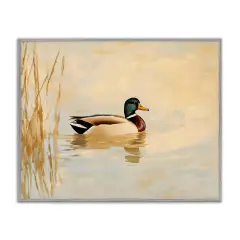 Stupell Industries Green Headed Duck Framed Giclee By Franklyn Gregory