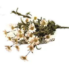 Mini Mountain Daisy Bush Teastain